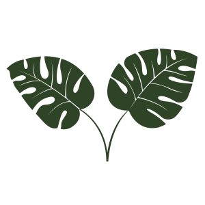 monstera plant
